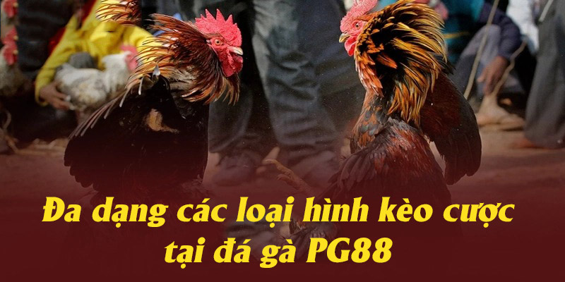 Đá gà PG88 tổ chức đa dạng các trận đấu và loại hình đặt cược mỗi ngày