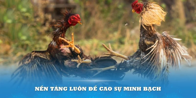 Điểm nhanh những ưu thế nổi bật của hạng mục đá gà tại nhà cái PG88